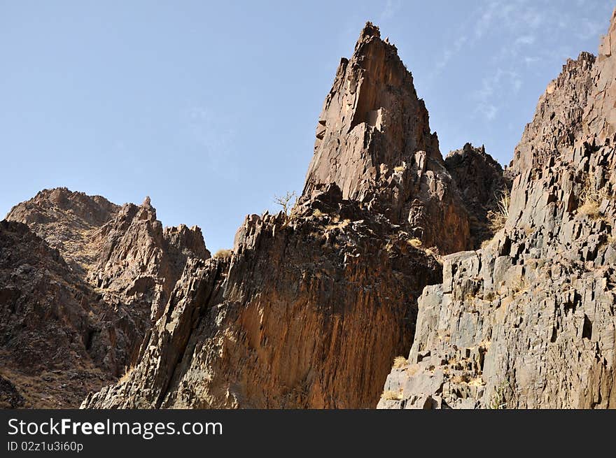 Lonely old tree in the mountains, Jordan. Lonely old tree in the mountains, Jordan