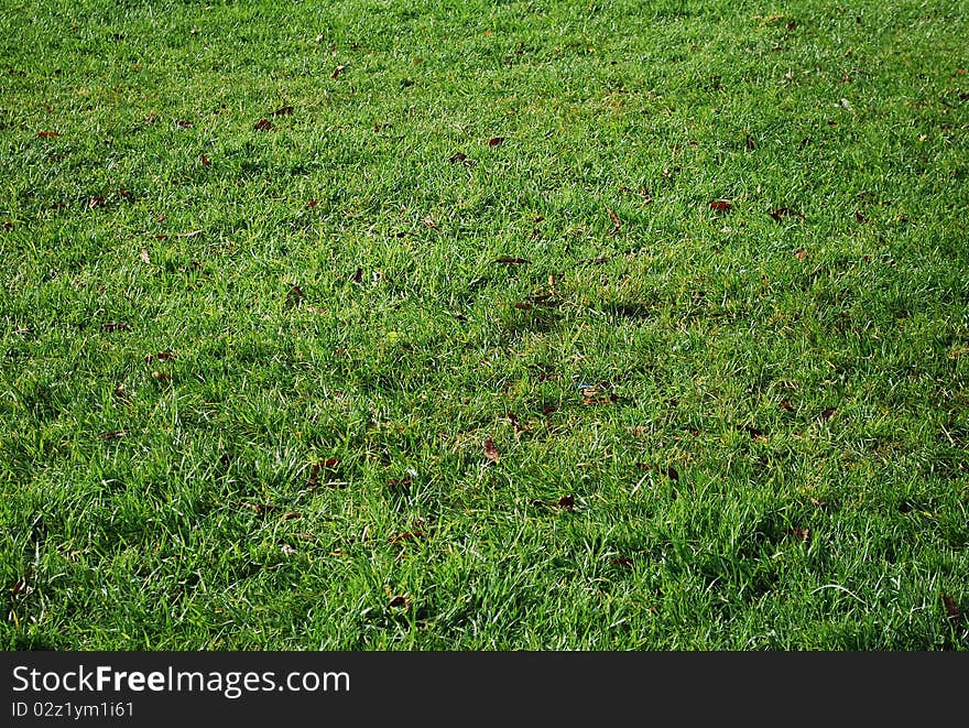 The green background of grass, natural conditions.