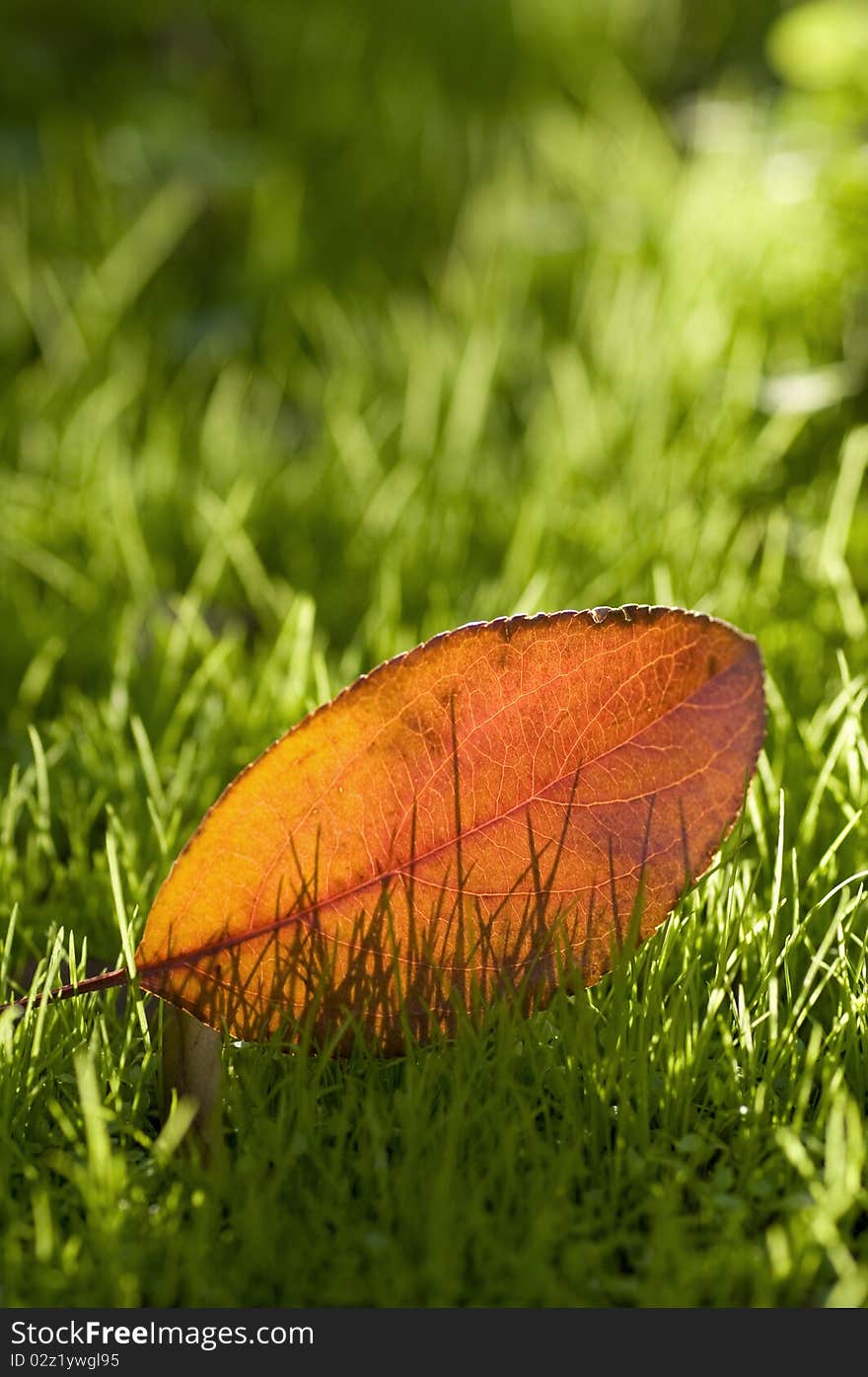 Single autumn leaf on green grass