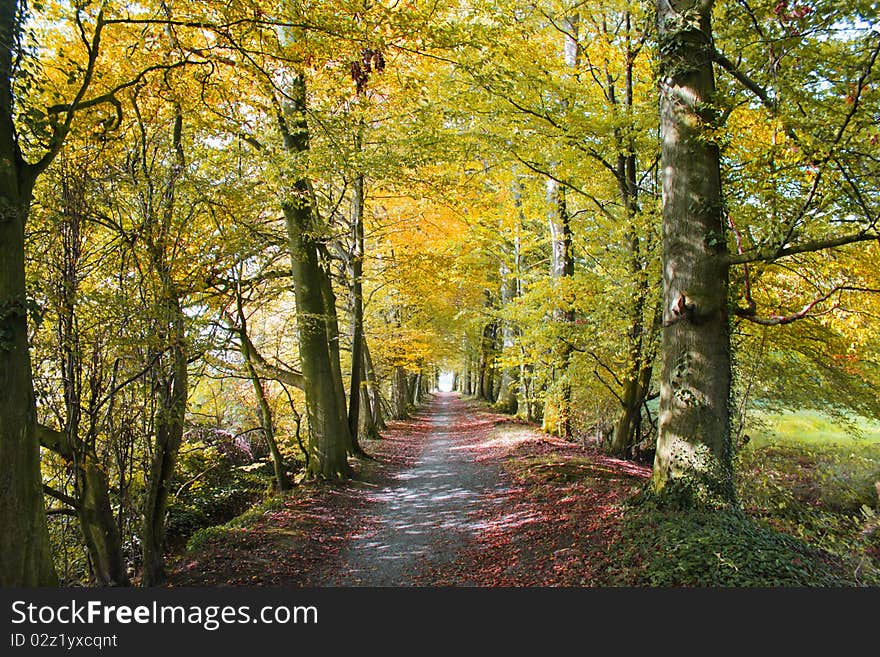 Nature trail leads through a colorful fall scene