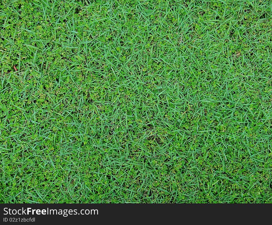 Green grass grow on field