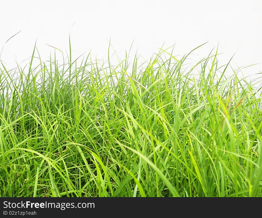 Grass on white isolated background