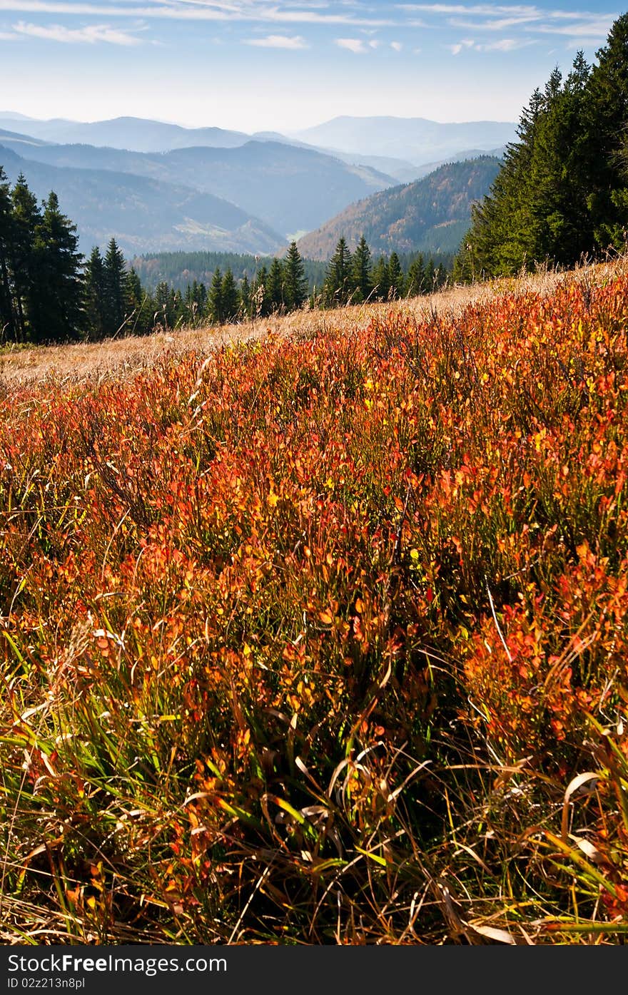 Black Forest - Mountain Panorama View