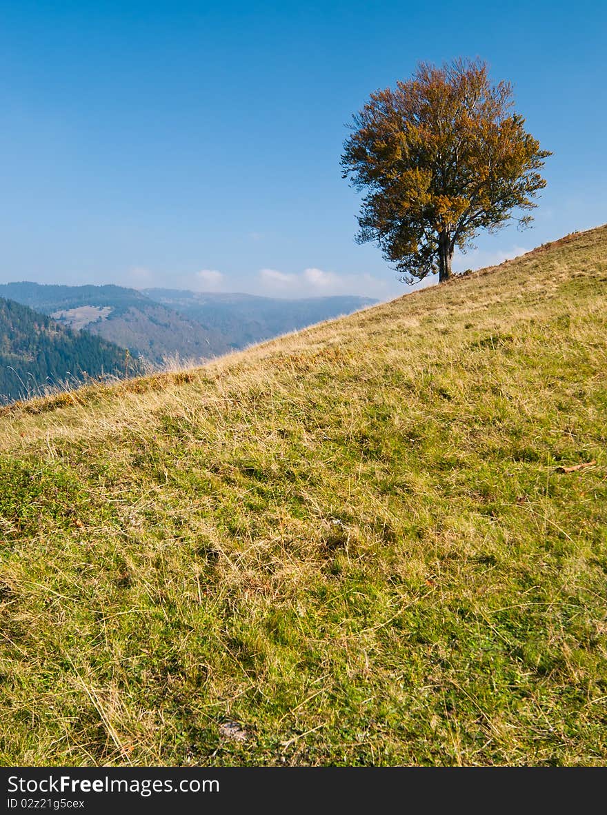 Lonely Tree On Mountain