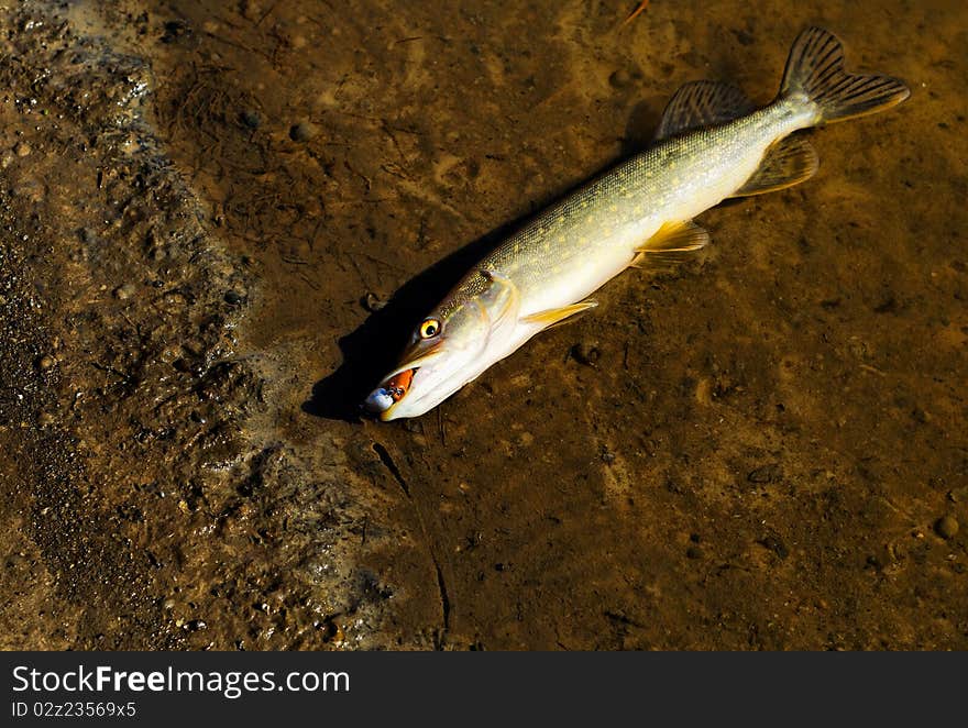 The caught pike near river coast