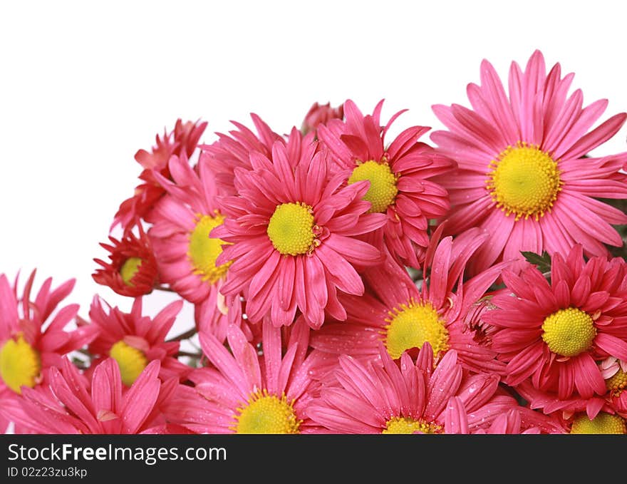 Autumn flowers border. Isolated over white