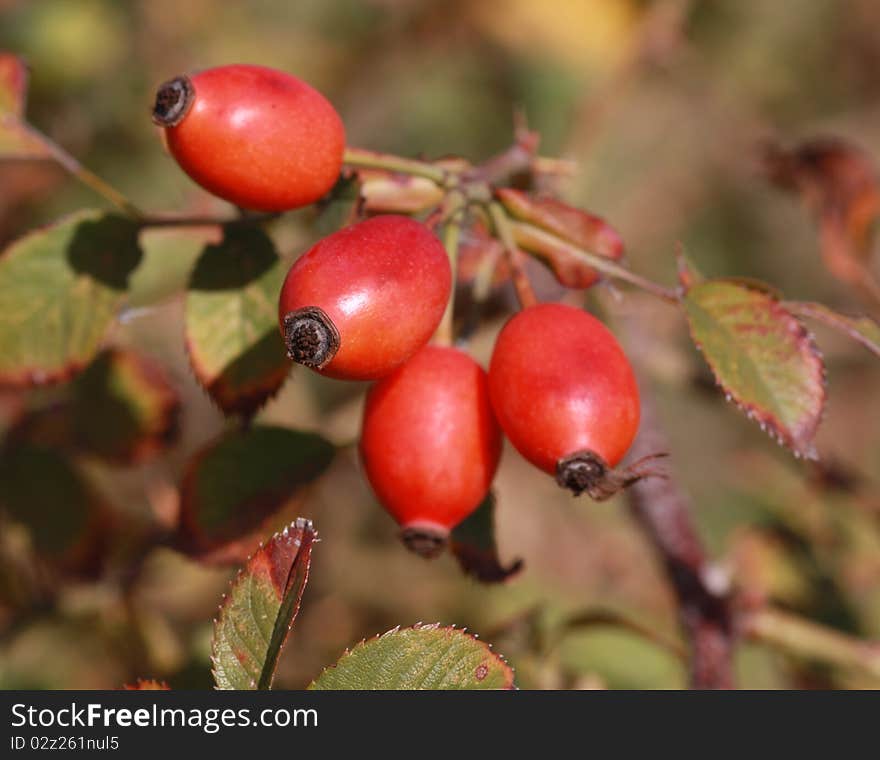 Wild rose hips