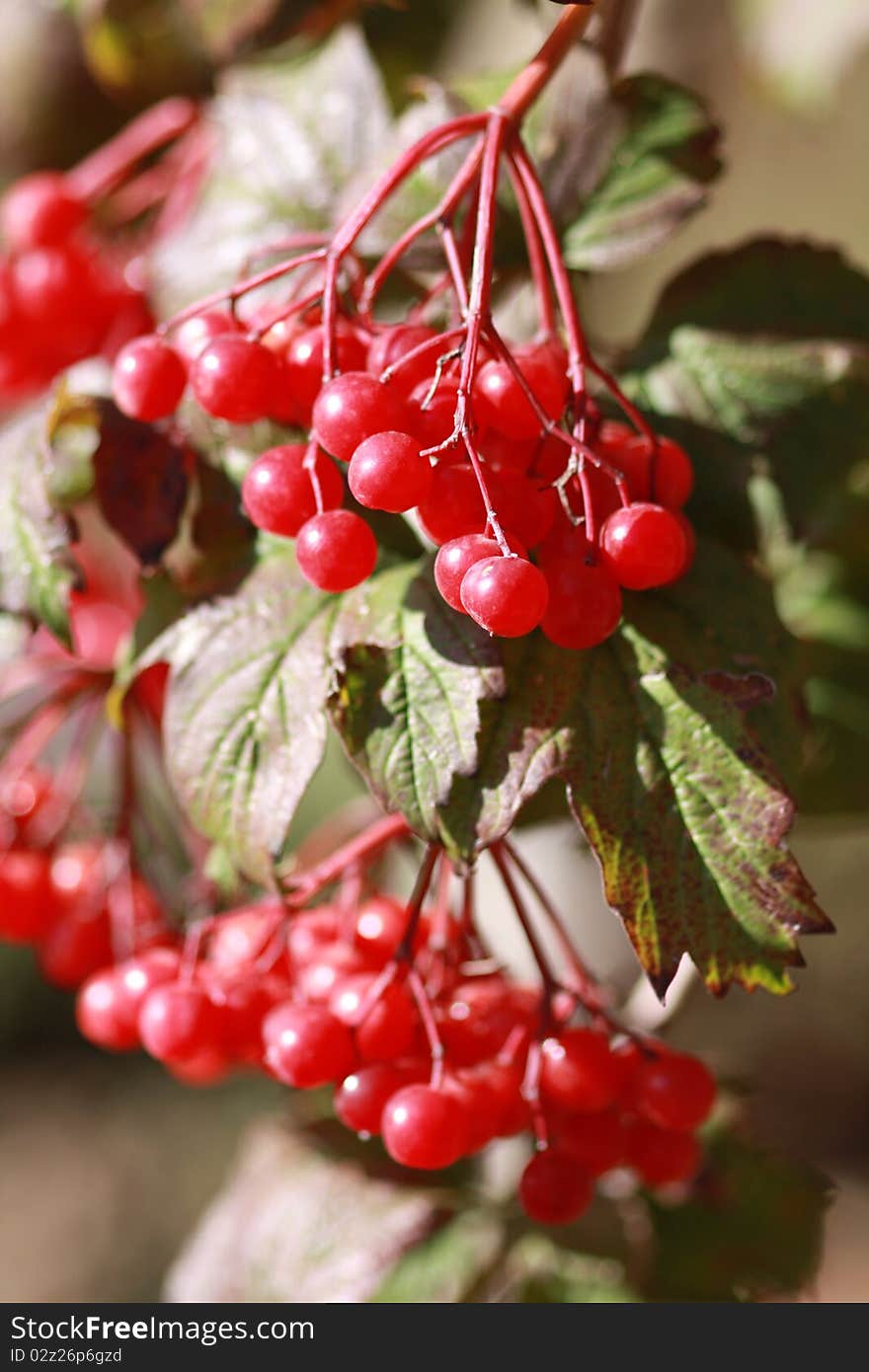 Beautiful viburnum branches with red berries outdoor. Beautiful viburnum branches with red berries outdoor