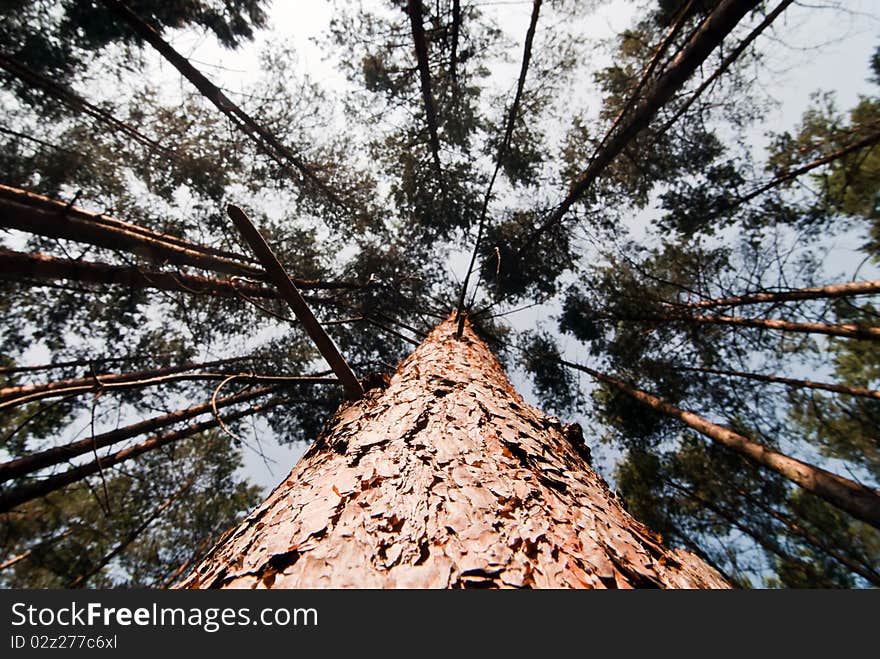 View in tree crown from below