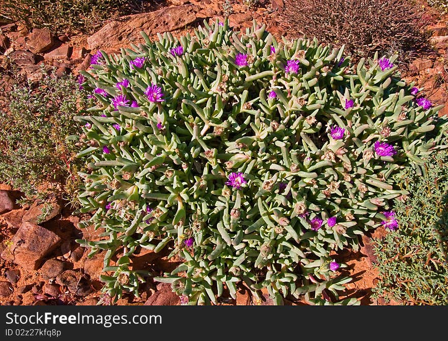 Stones and vegetation in the australian bush, northen territory