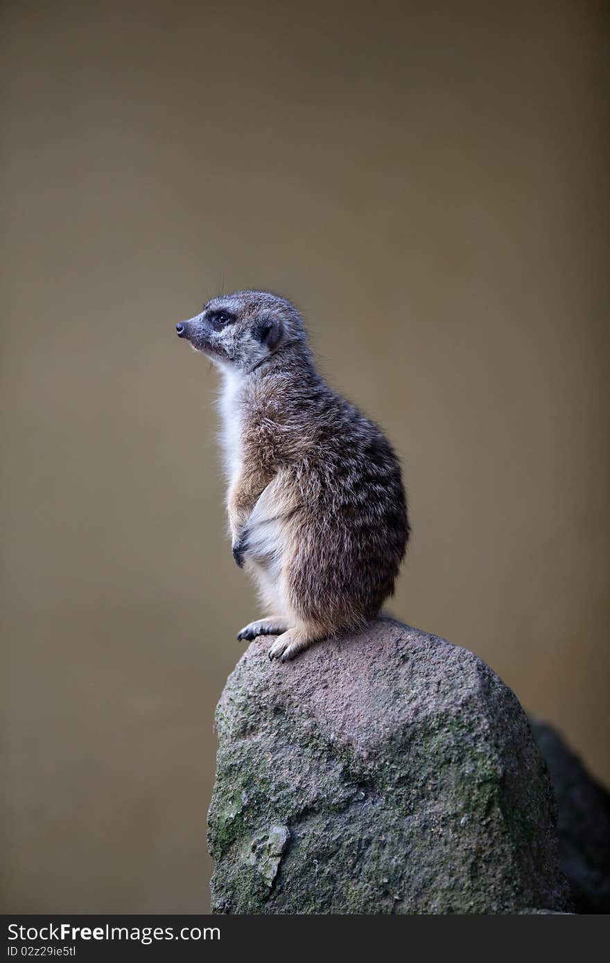 Watchful meerkat standing guard on the high ground