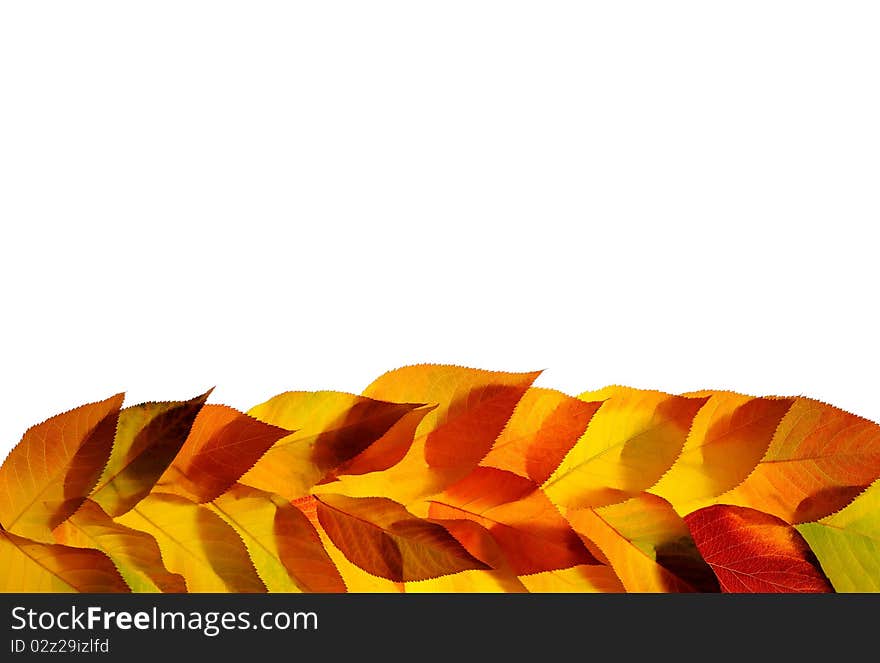 A bunch of fall leaves isolated on white background. A bunch of fall leaves isolated on white background