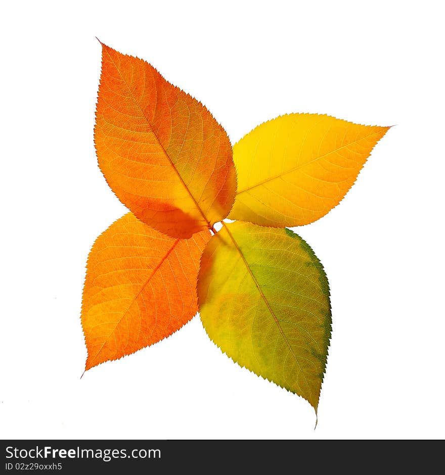 A bunch of fall leaves isolated on white background. A bunch of fall leaves isolated on white background