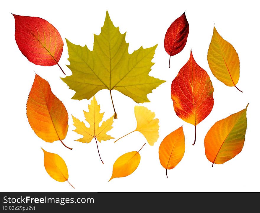 A bunch of fall leaves isolated on white background. A bunch of fall leaves isolated on white background