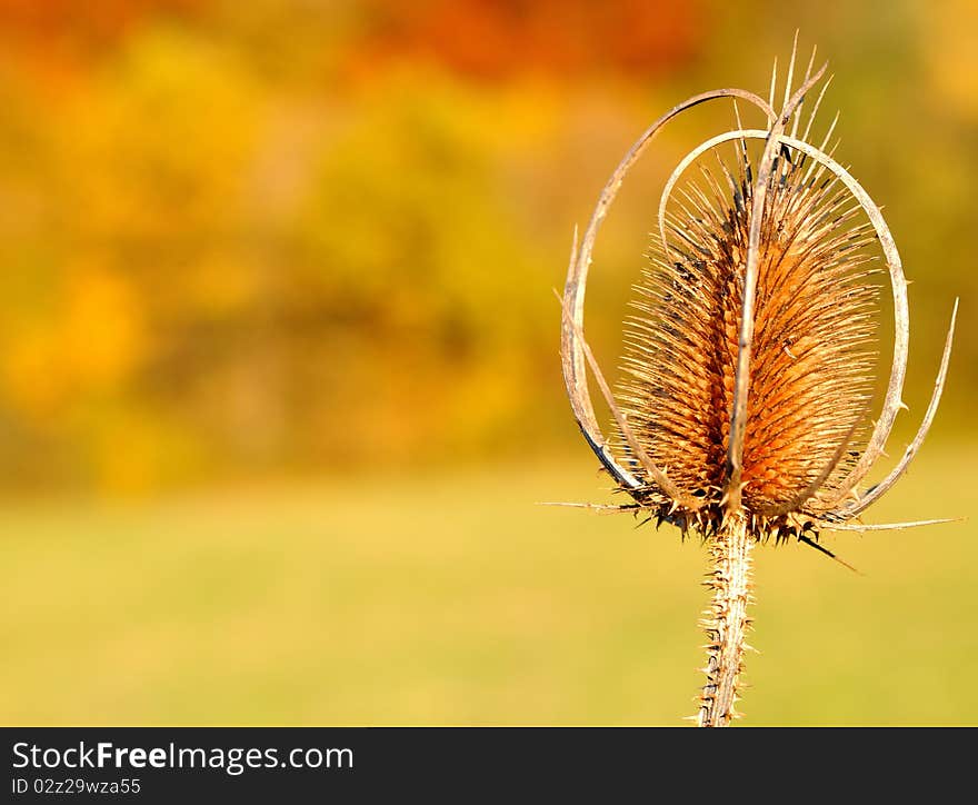 Beautiful thistle oposilte fall colored background