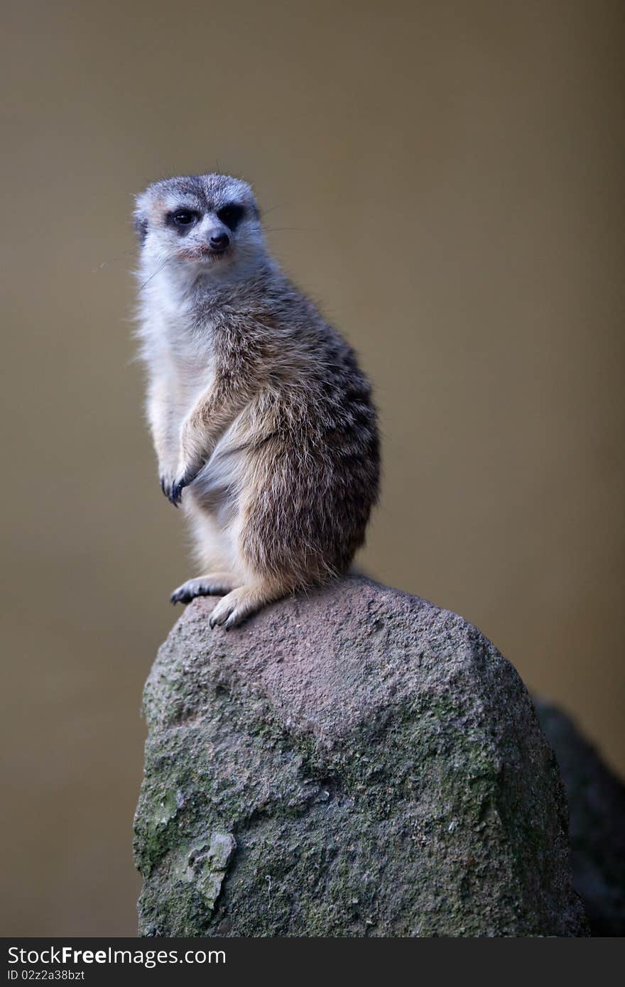 Watchful meerkat standing guard on the high ground