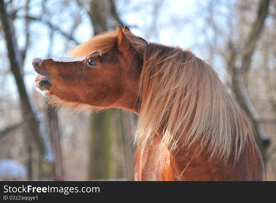 Welsh pony