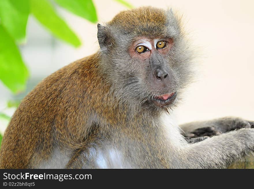 Closeup Of A Long Tailed Macaque. Closeup Of A Long Tailed Macaque