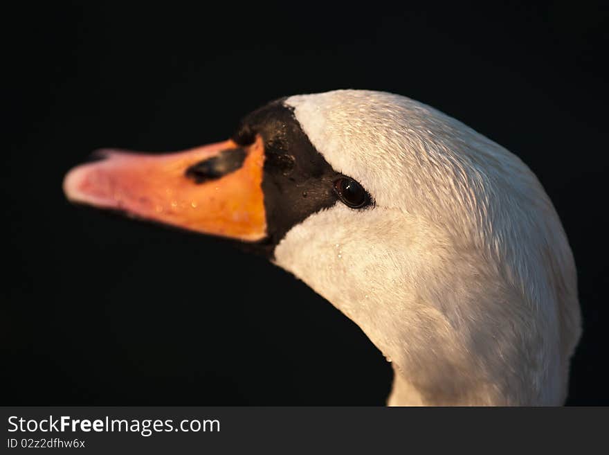 Swan Portrait