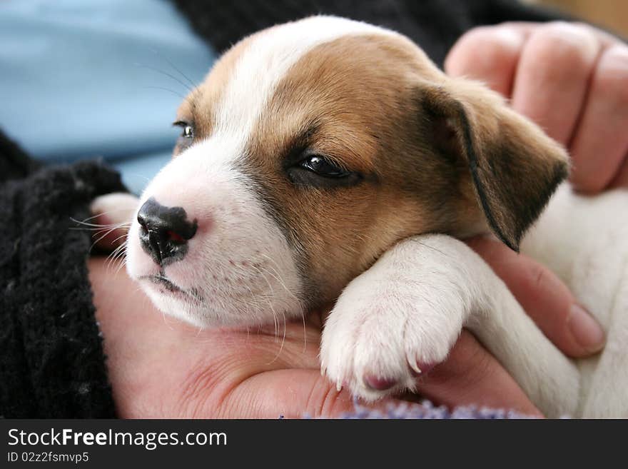 Cute tan and white sleepy pup on a lap. Cute tan and white sleepy pup on a lap