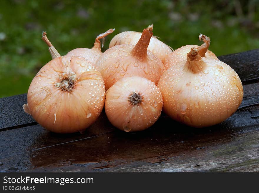 Wet onions on an old wooden table. Wet onions on an old wooden table