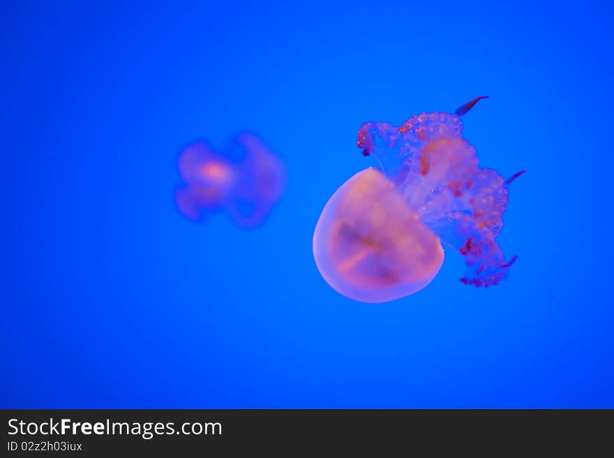 Jellyfish on the blue background