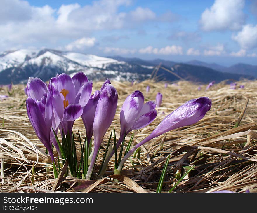 Violet flowers against high mountains covered with snow