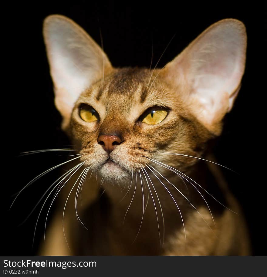 Abyssinian cat on black background