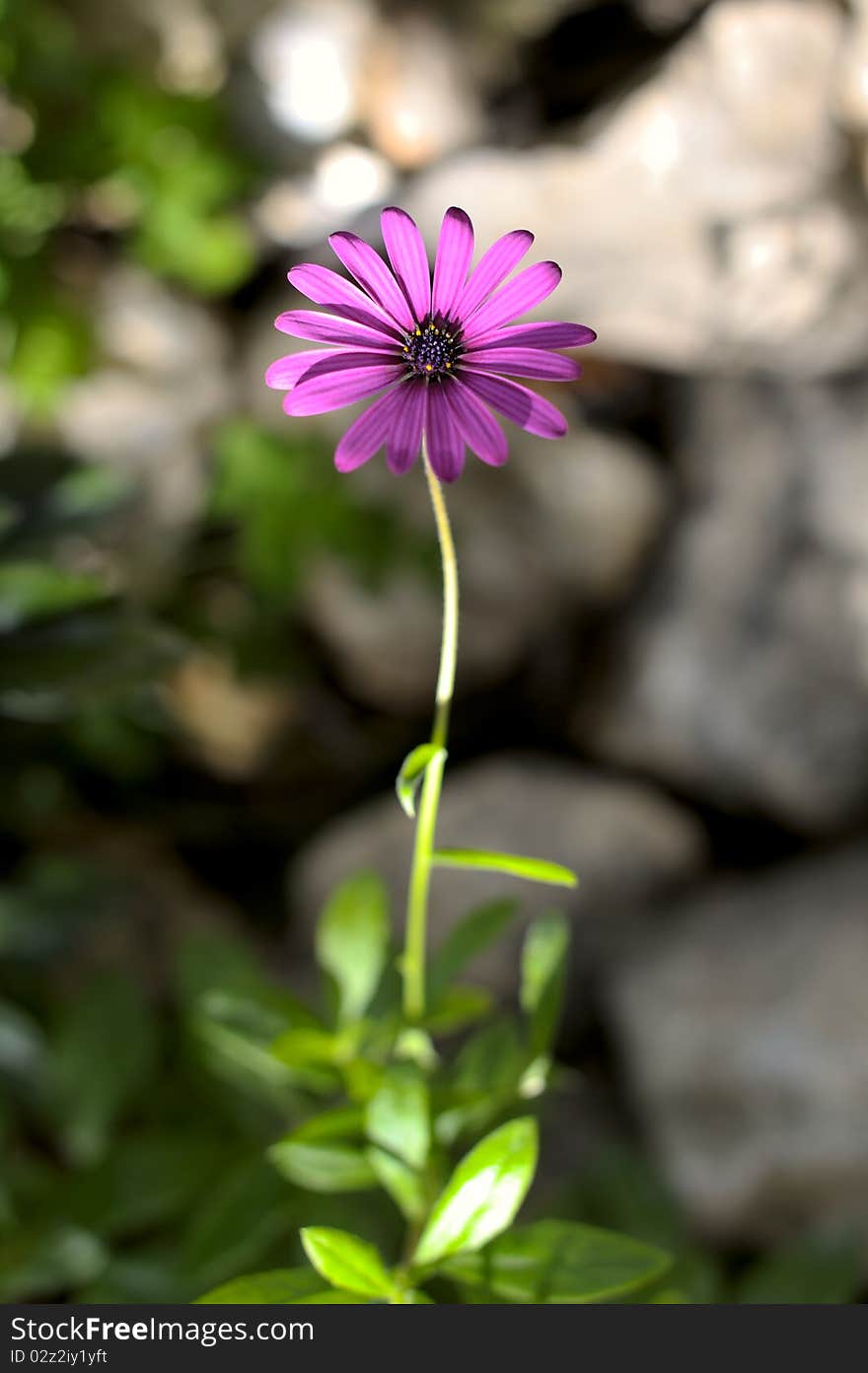 Beautiful Osteospermum flower close-up with soft focus