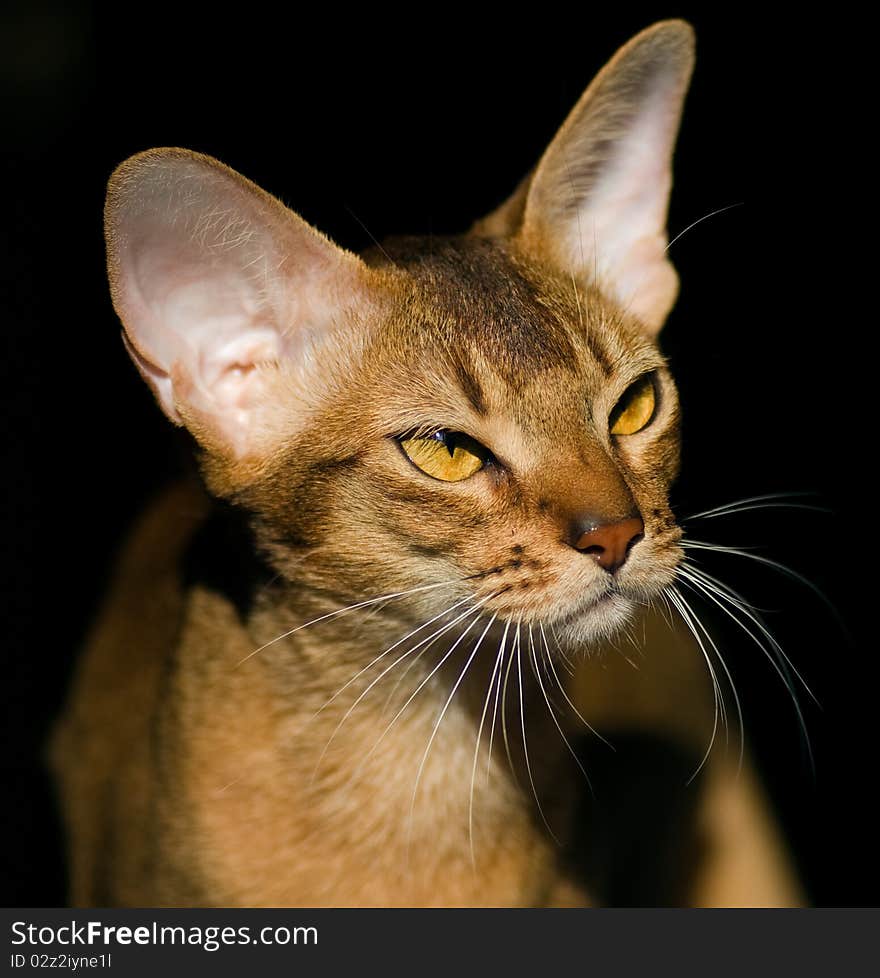 Abyssinian cat on black background