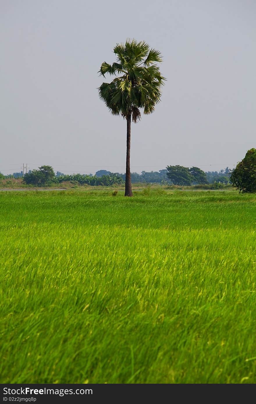 Rice field