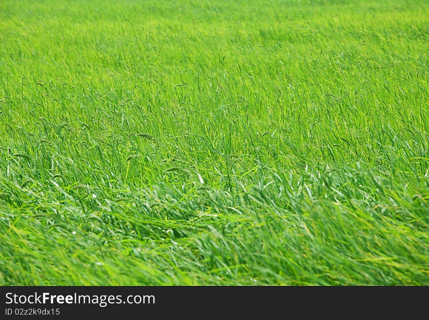 Rice field with wind close up