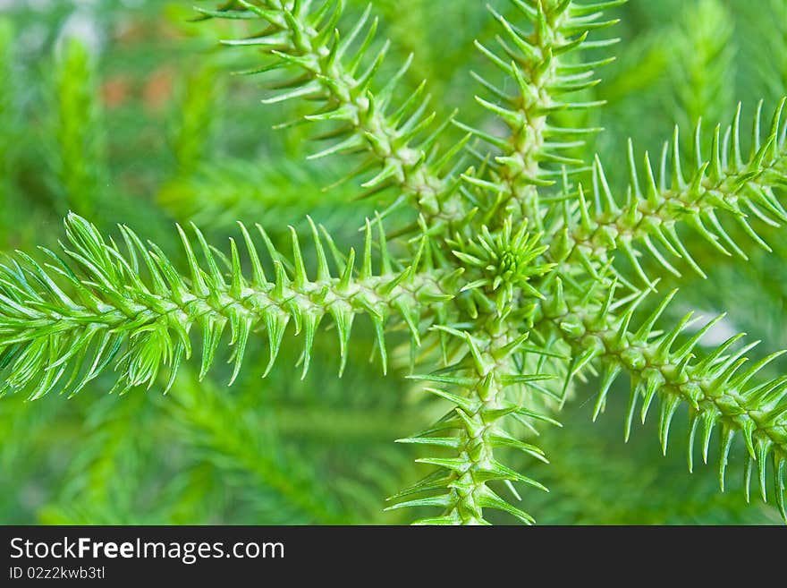 Top view of Nolfolk island pine