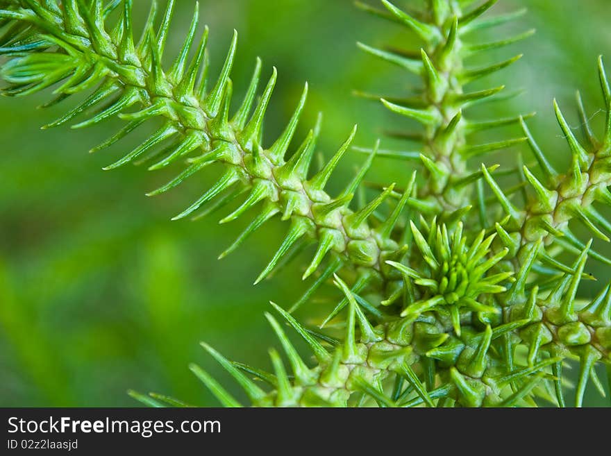 Top view of Nolfolk island pine