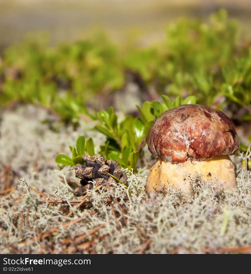 Red mushroom in the woods. Red mushroom in the woods