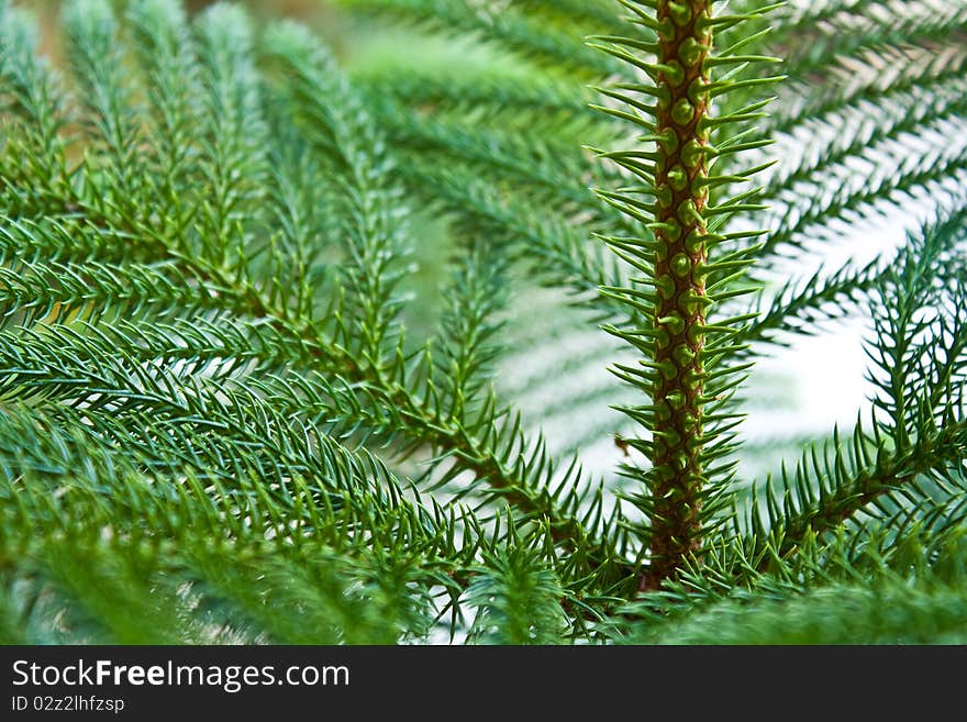 Nolfolk island pine