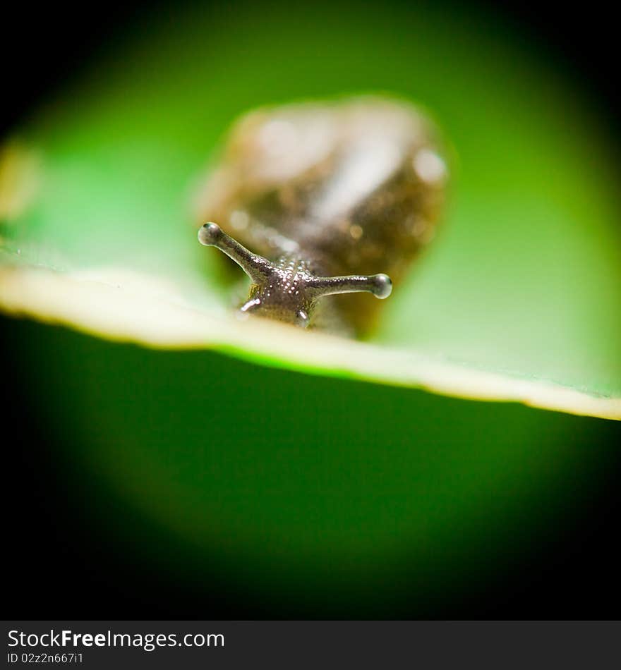 Snail on the wither leaf