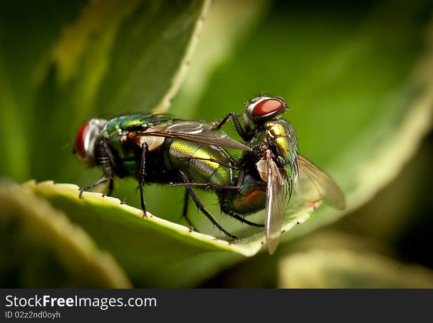 Fly amphimixis