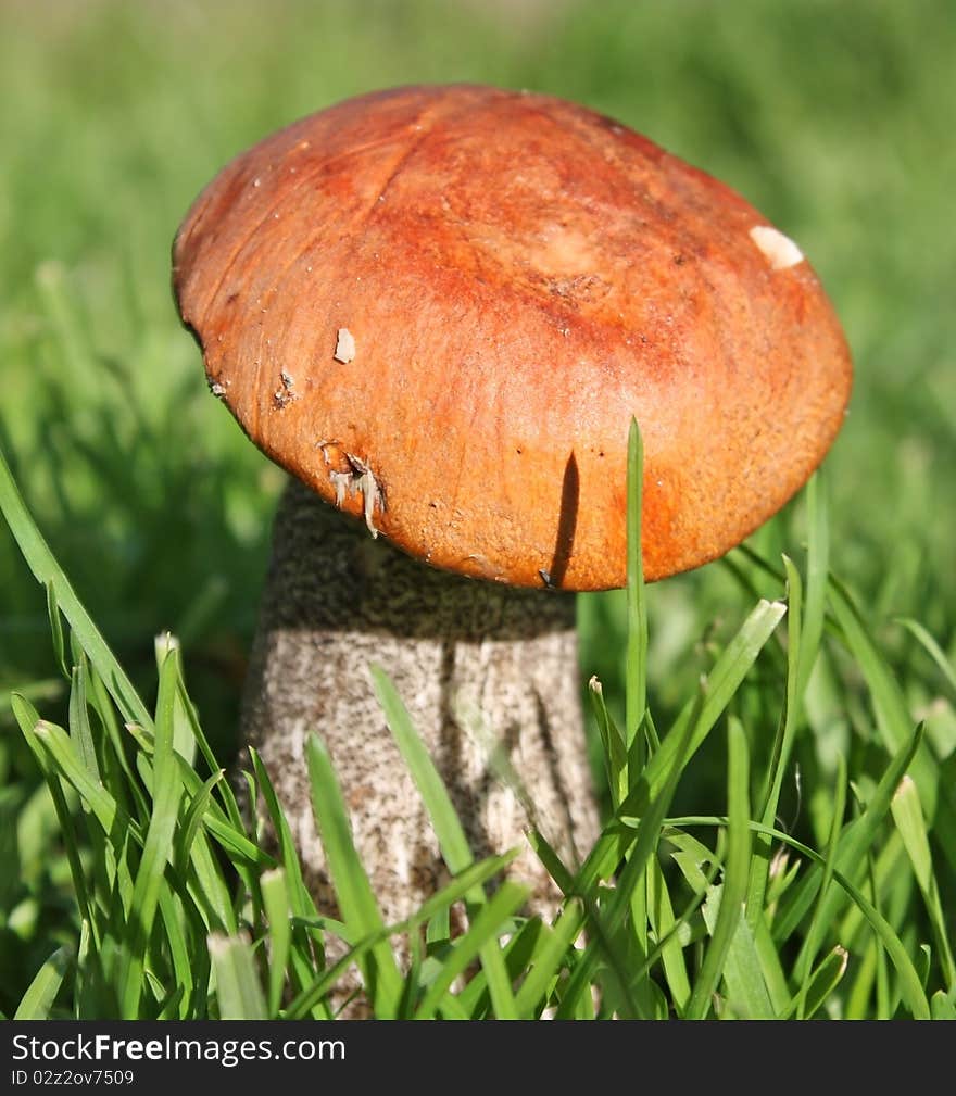 Red mushroom in the woods. Red mushroom in the woods