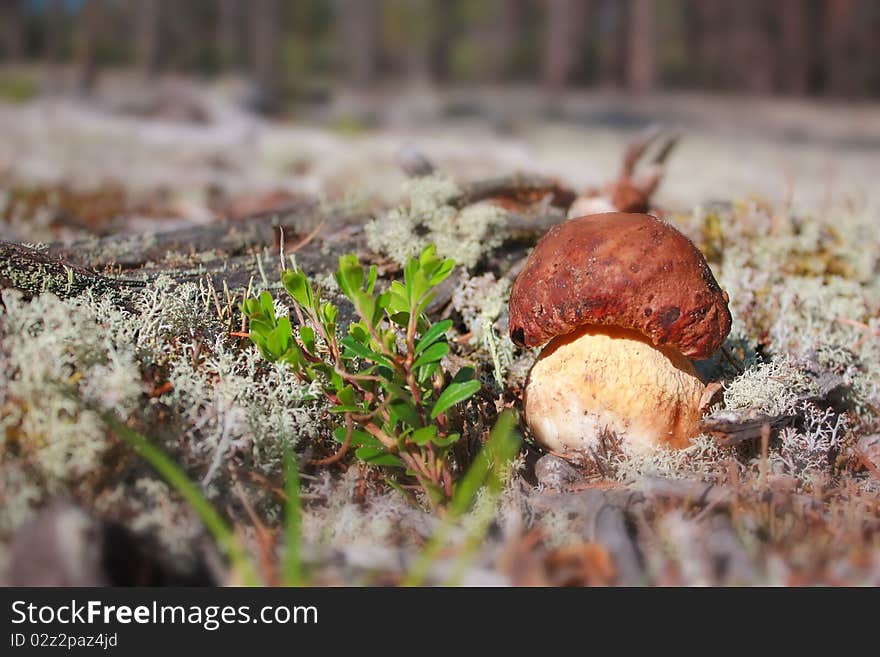 Red mushroom in the woods. Red mushroom in the woods