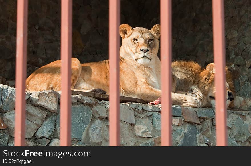 Pair of lions lying behind the bars.