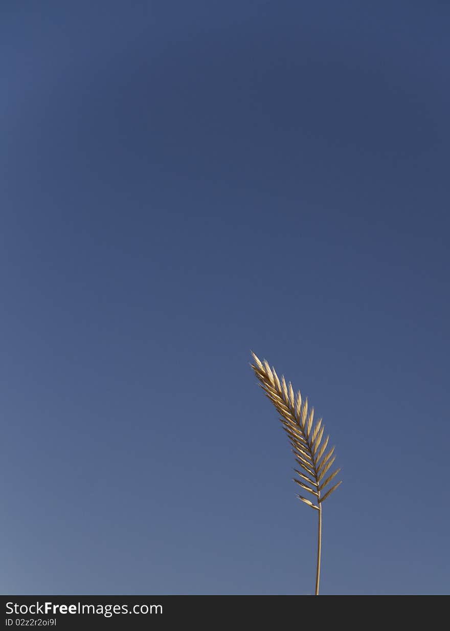 A single head of grain with blue sky for a background. A single head of grain with blue sky for a background