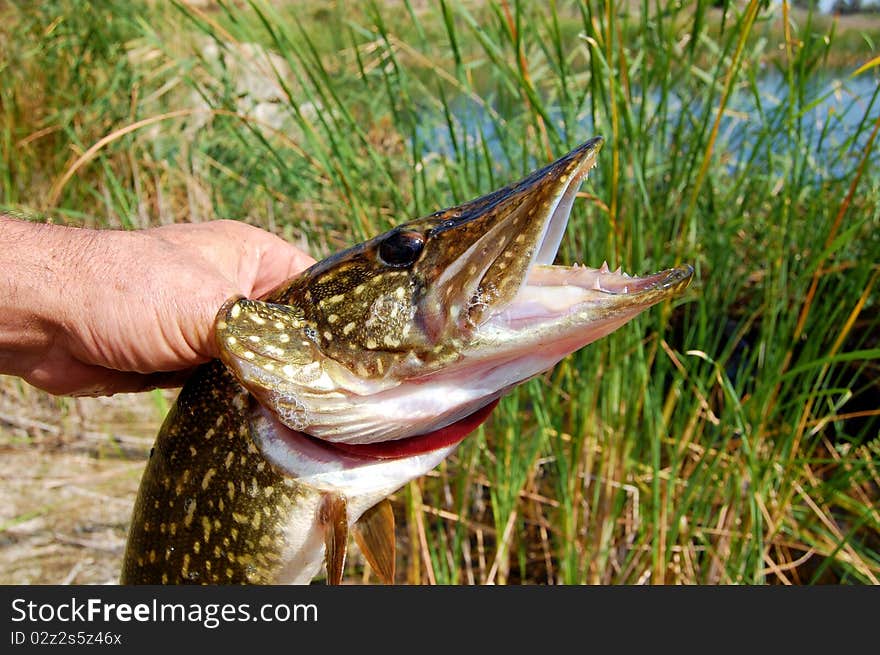 Pike in the hands of the fisherman closeup. Pike in the hands of the fisherman closeup