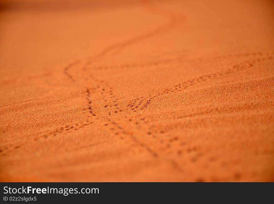 Animal traces on sand, desert