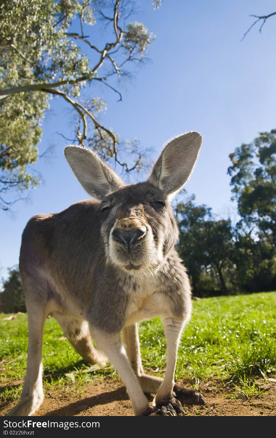 Australian Grey Kangaroo