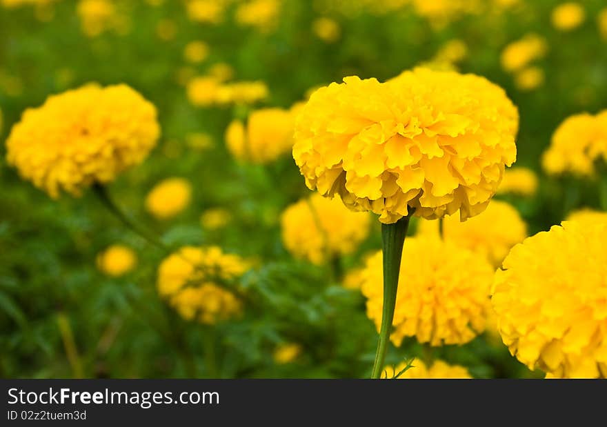 Close up of Yellow Marigold