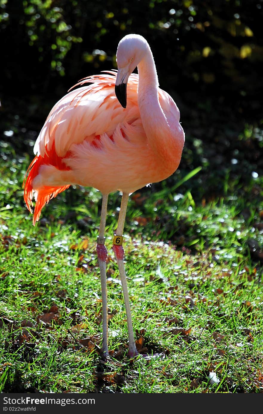 Flamingo