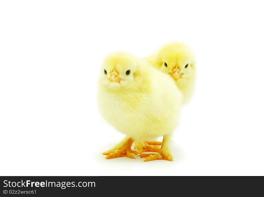 Cute little baby chicken on white background