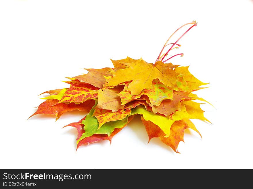 Autumn maple leaves isolated on a white. Autumn maple leaves isolated on a white