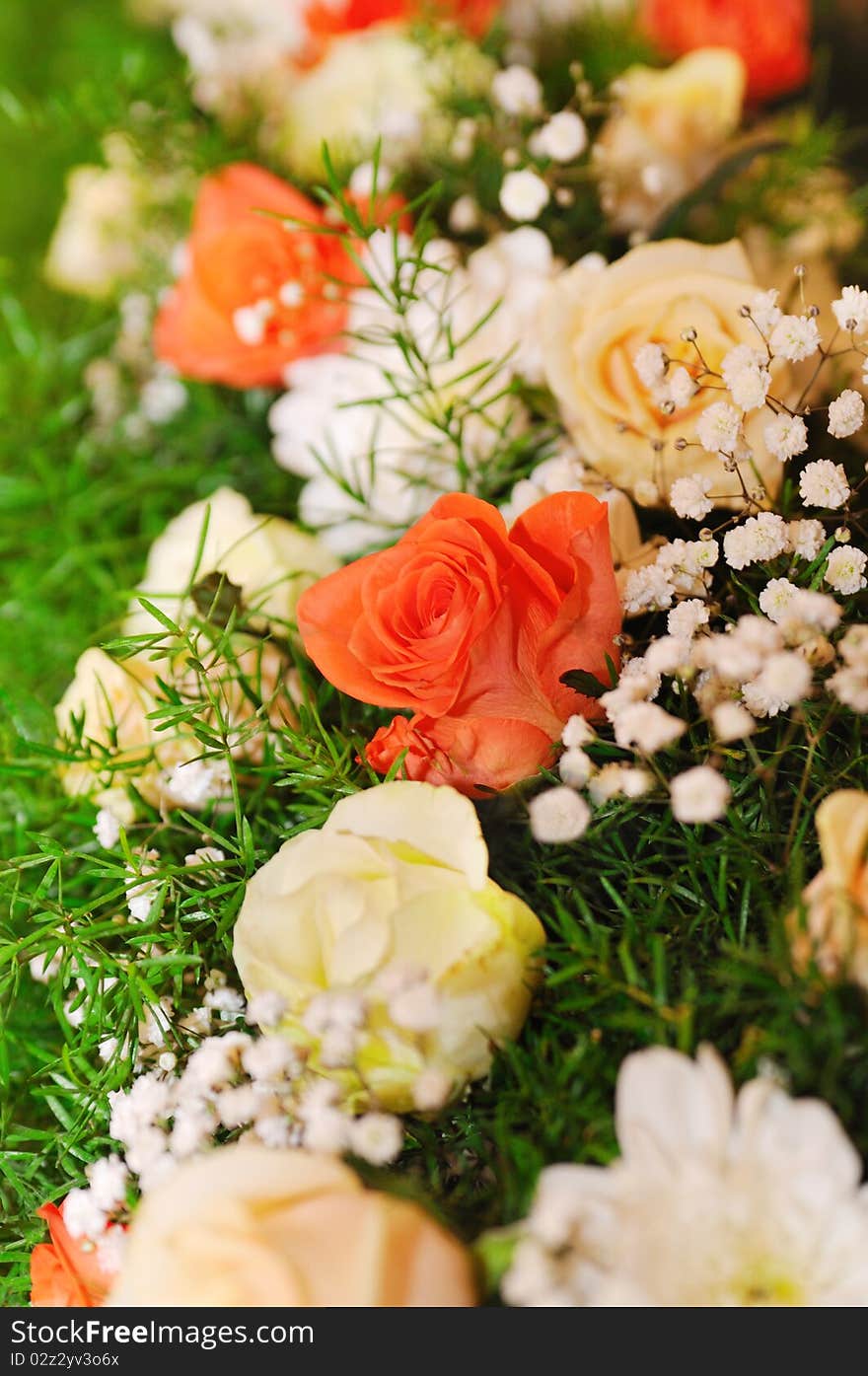 Colourful flower background. Red and white roses